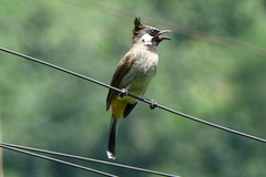 Pycnonotus leucogenys