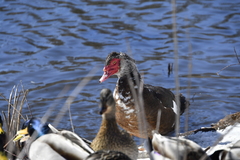 Cairina moschata domestica