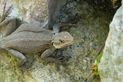 Laudakia tuberculata