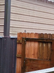 Hylocichla mustelina