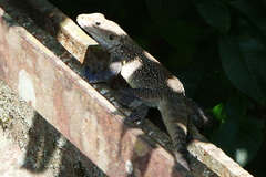 Laudakia tuberculata