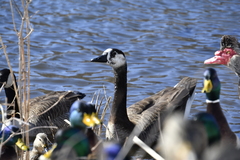 Anser anser × Branta canadensis