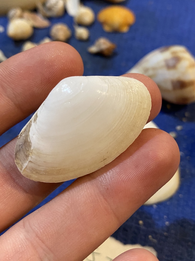 Fragile surfclam