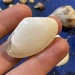 Fragile Surfclam - Photo (c) Luke Miller, some rights reserved (CC BY-NC), uploaded by Luke Miller