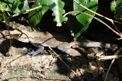 Laudakia tuberculata