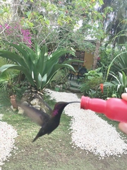 Anthracothorax mango