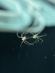 Pholcus phalangioides