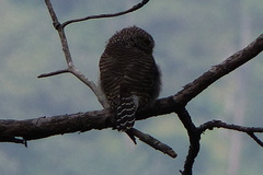 Glaucidium cuculoides