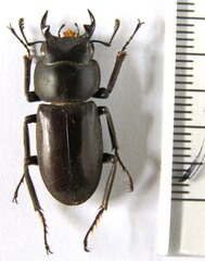 Dorcus amamianus nomurai