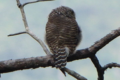 Glaucidium cuculoides