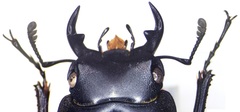 Dorcus amamianus nomurai