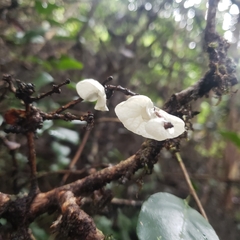 Marasmiellus hapuuarum