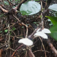 Marasmiellus hapuuarum