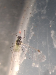 Aphididae