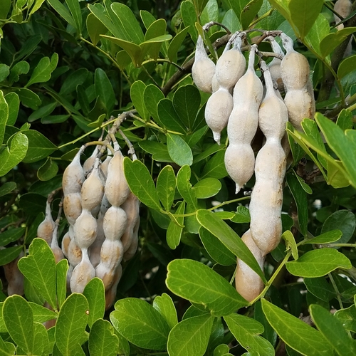 Texas mountain laurel