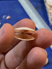 Semele proficua