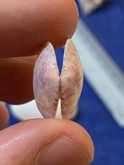 Semele proficua