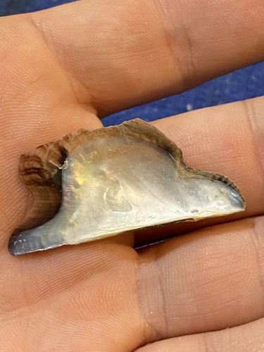 Atlantic Winged Oyster