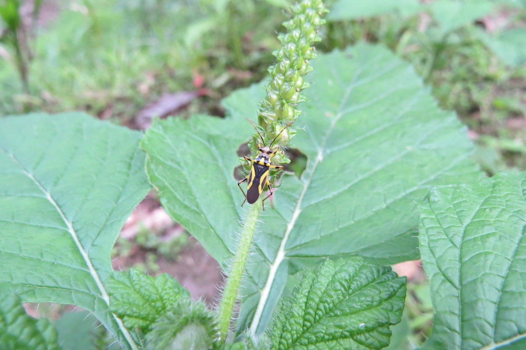 Acinocoris decoratus