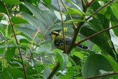 Machlolophus xanthogenys