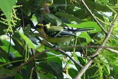 Machlolophus xanthogenys