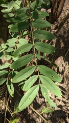 Senna siamea
