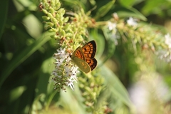Lycaena 'canterbury common copper'