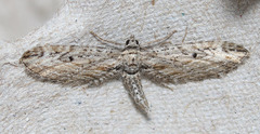 Eupithecia acutipennis