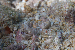 Ancylomenes holthuisi