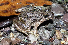 Dubois' Frog photo 2