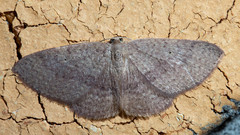 Poecilasthena ischnophrica