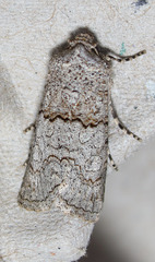 Sympistis perscripta