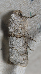 Sympistis perscripta