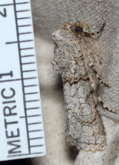 Sympistis perscripta