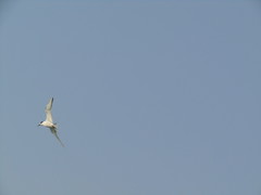 Gelochelidon nilotica