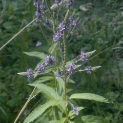Verbena hastata