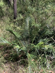 Macrozamia spiralis