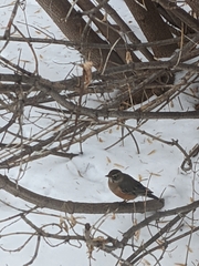 Turdus migratorius