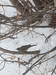Turdus migratorius