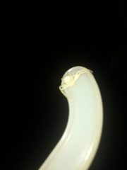Thomisidae