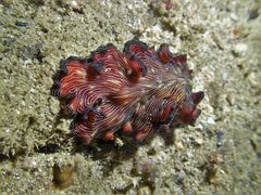 Pseudobiceros fulgor