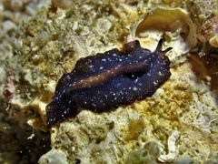 Pseudobiceros stellae