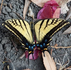 Papilio multicaudata