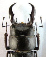 Serrognathus titanus sakishimanus