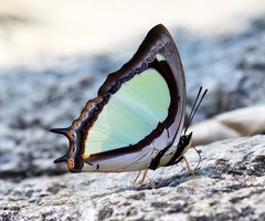 Polyura jalysus