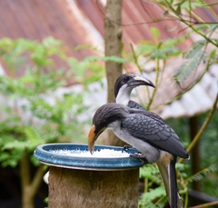 Ocyceros gingalensis