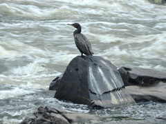Nannopterum brasilianum
