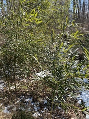 Phyllostachys aureosulcata