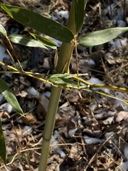 Phyllostachys aureosulcata