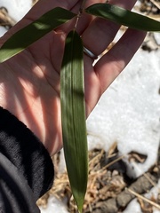 Phyllostachys aureosulcata